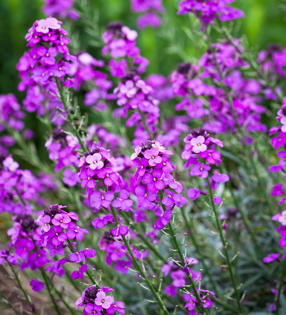 Erysimum 'Bowles Mauve'