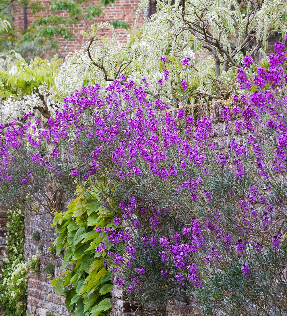Erysimum 'Bowles Mauve'