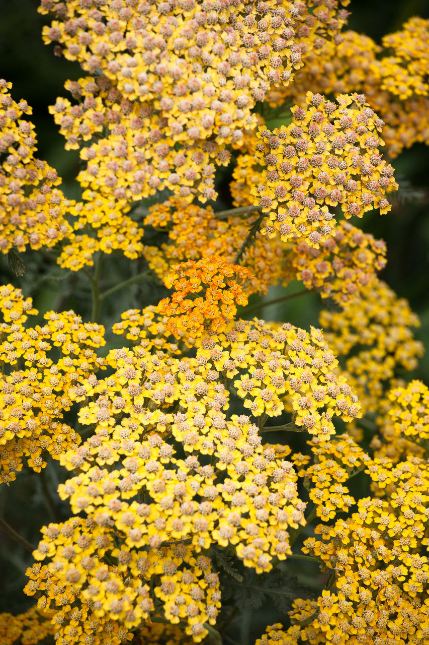 Achillea millefolium 'Terracotta'