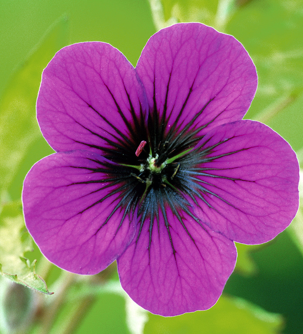 Geranium x 'Ann Folkard'
