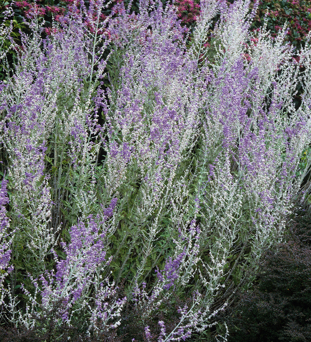 Perovskia 'Blue Spire' (syn.Salvia yangii 'Blue Spire')
