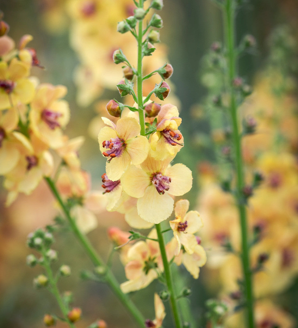 Verbascum 'Clementine'