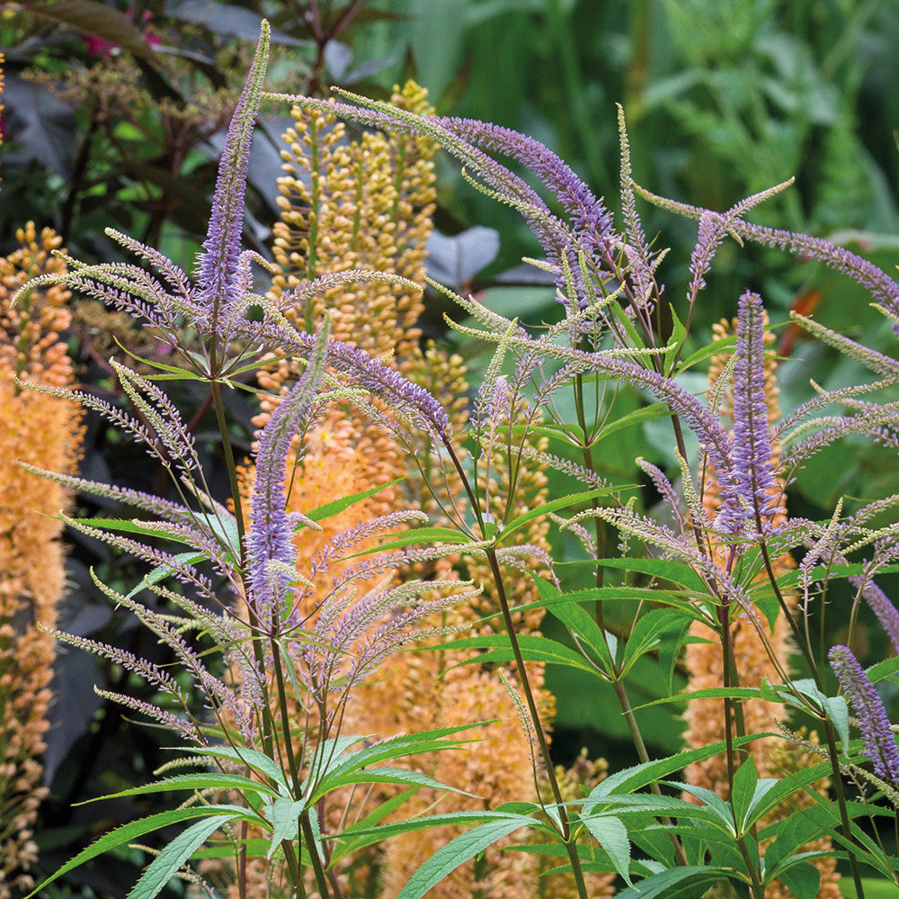 Veronicastrum virginicum 'Fascination'