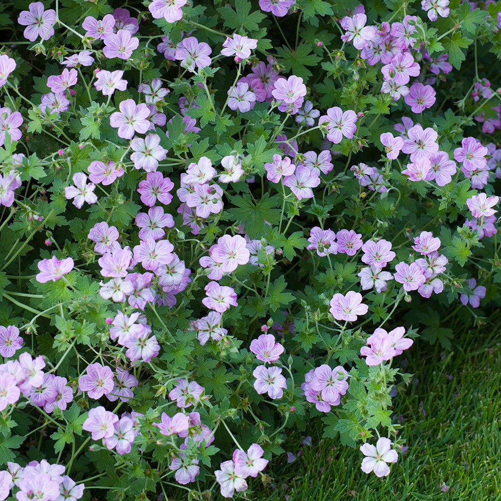 Geranium x riversleaianum 'Mavis Simpson'