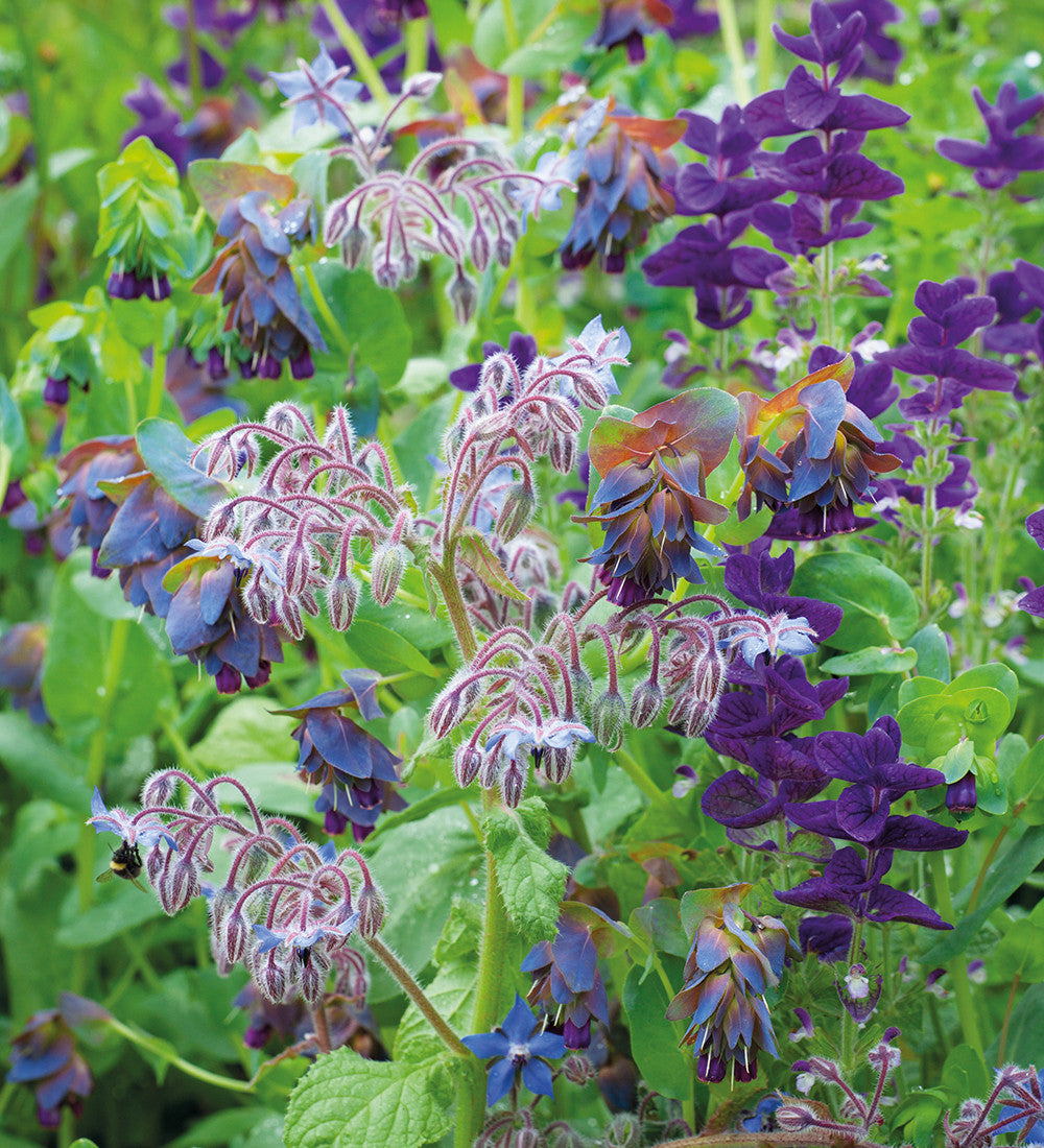 Bee and Butterfly Paradise
