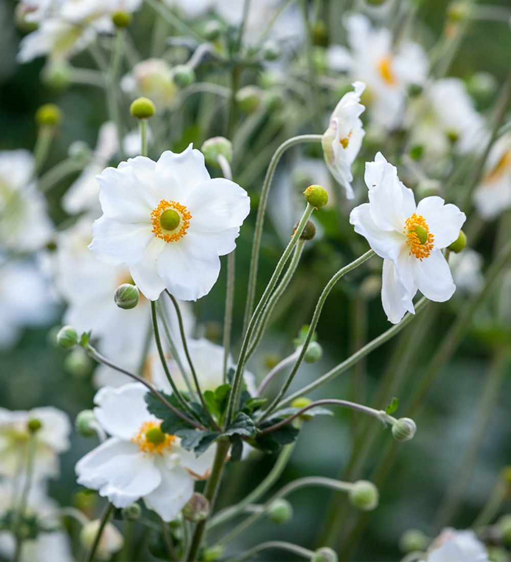 Buy Anemone 'Honorine Jobert' | Japanese Anemone | Sarah Raven