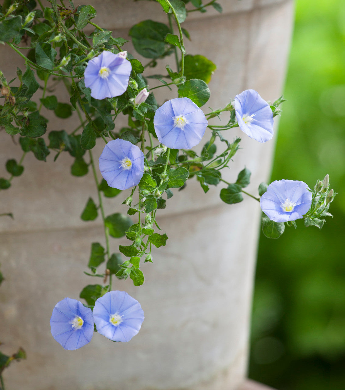 Convolvulus mauritanicus