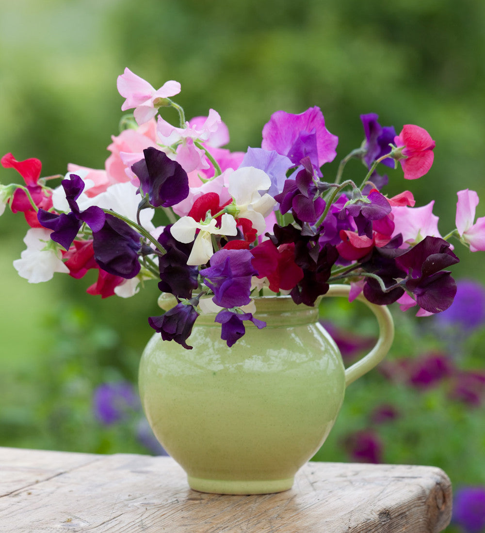 Ultimate Sweet Pea Seed Gift Box Collection