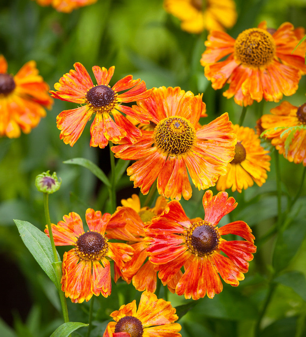 Helenium 'Sahin's Early Flowerer'