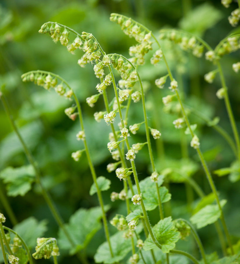 Tellima grandiflora