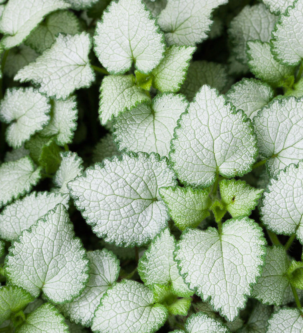 Lamium maculatum 'White Nancy'