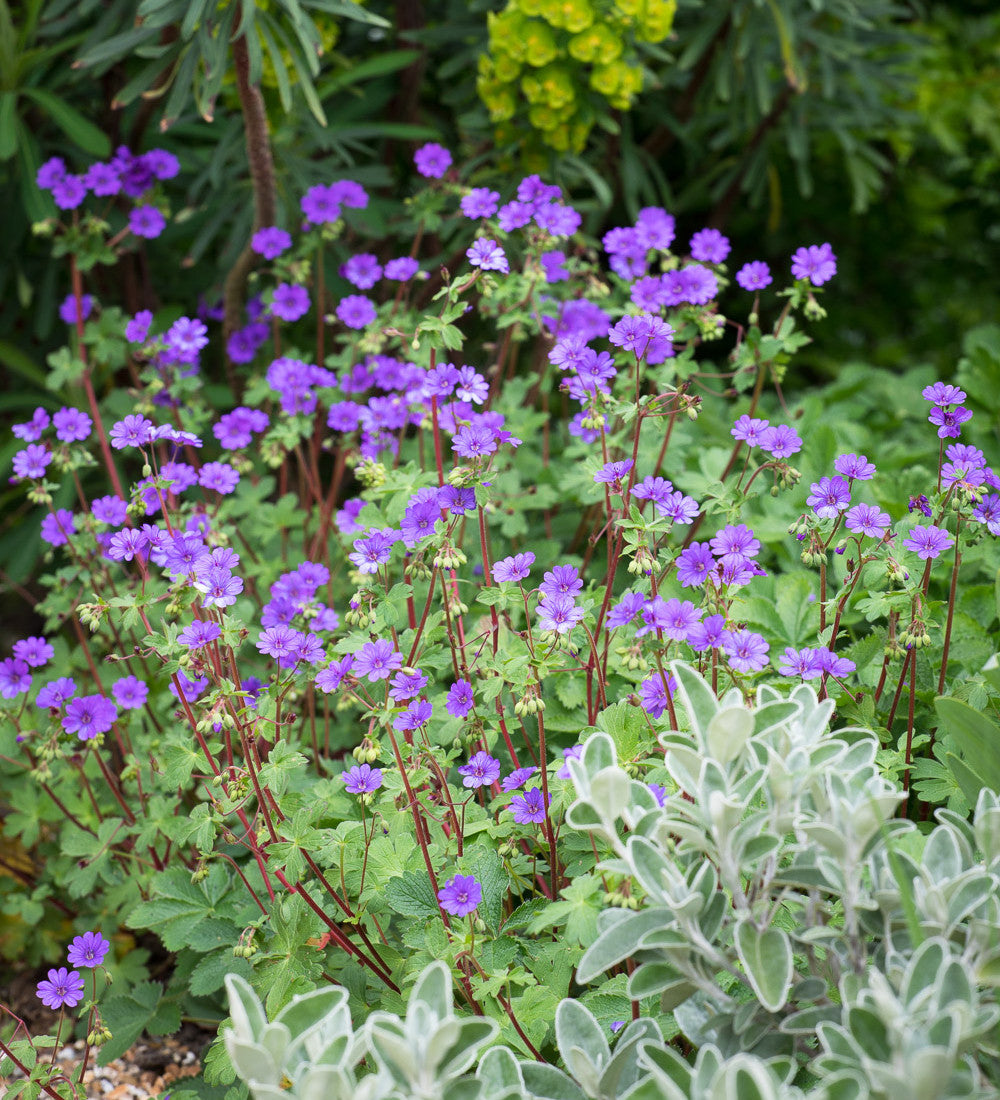 Geranium pyrenaicum 'Bill Wallis'
