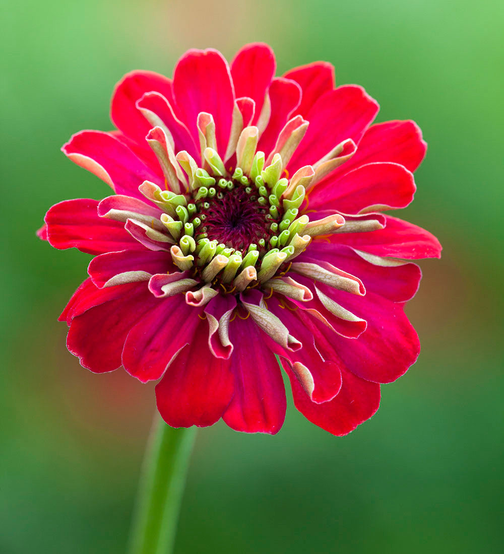 Zinnia elegans 'Benary's Giant Coral'