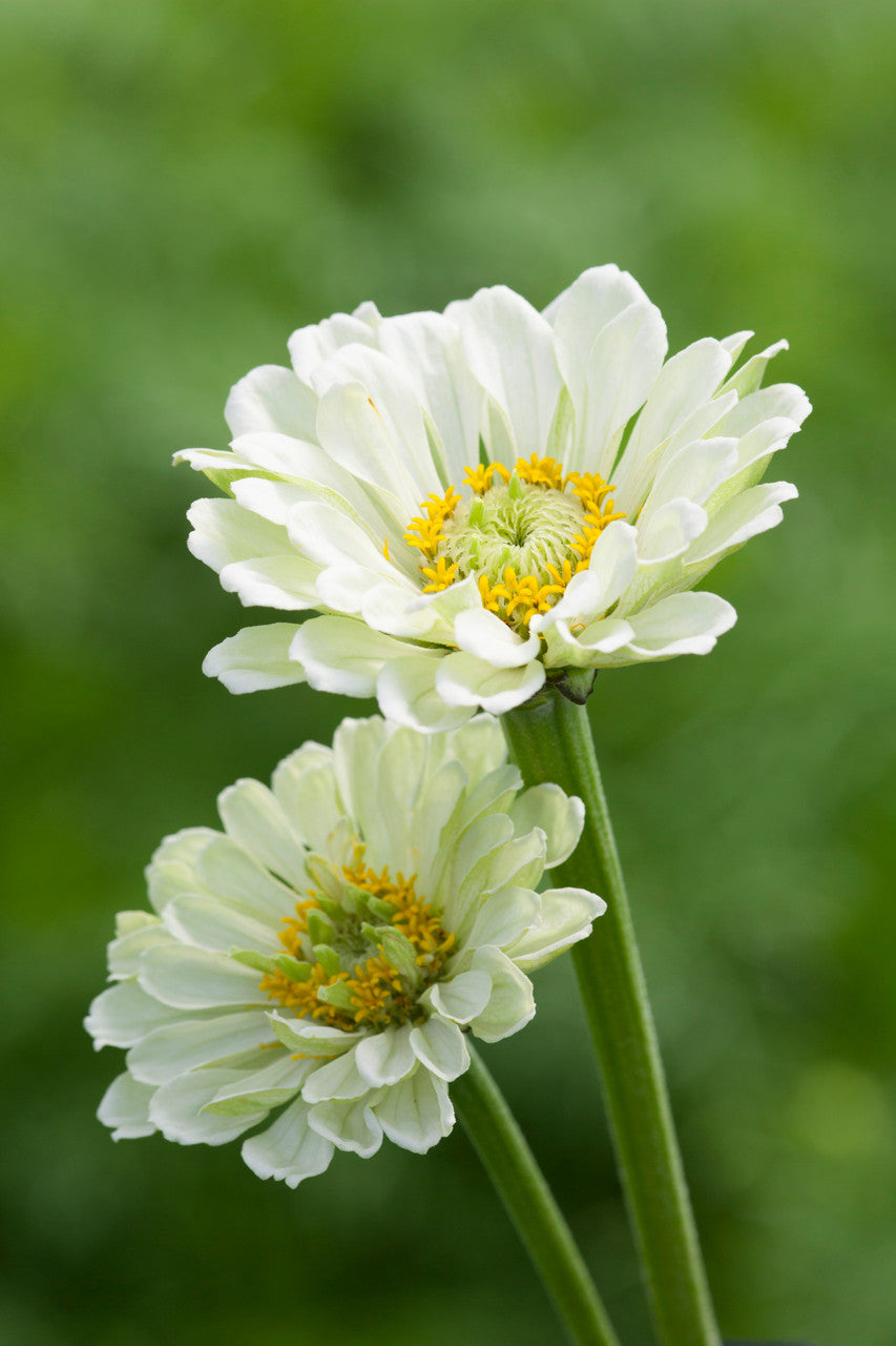 Zinnia elegans 'Benary's Giant White' | Sarah Raven