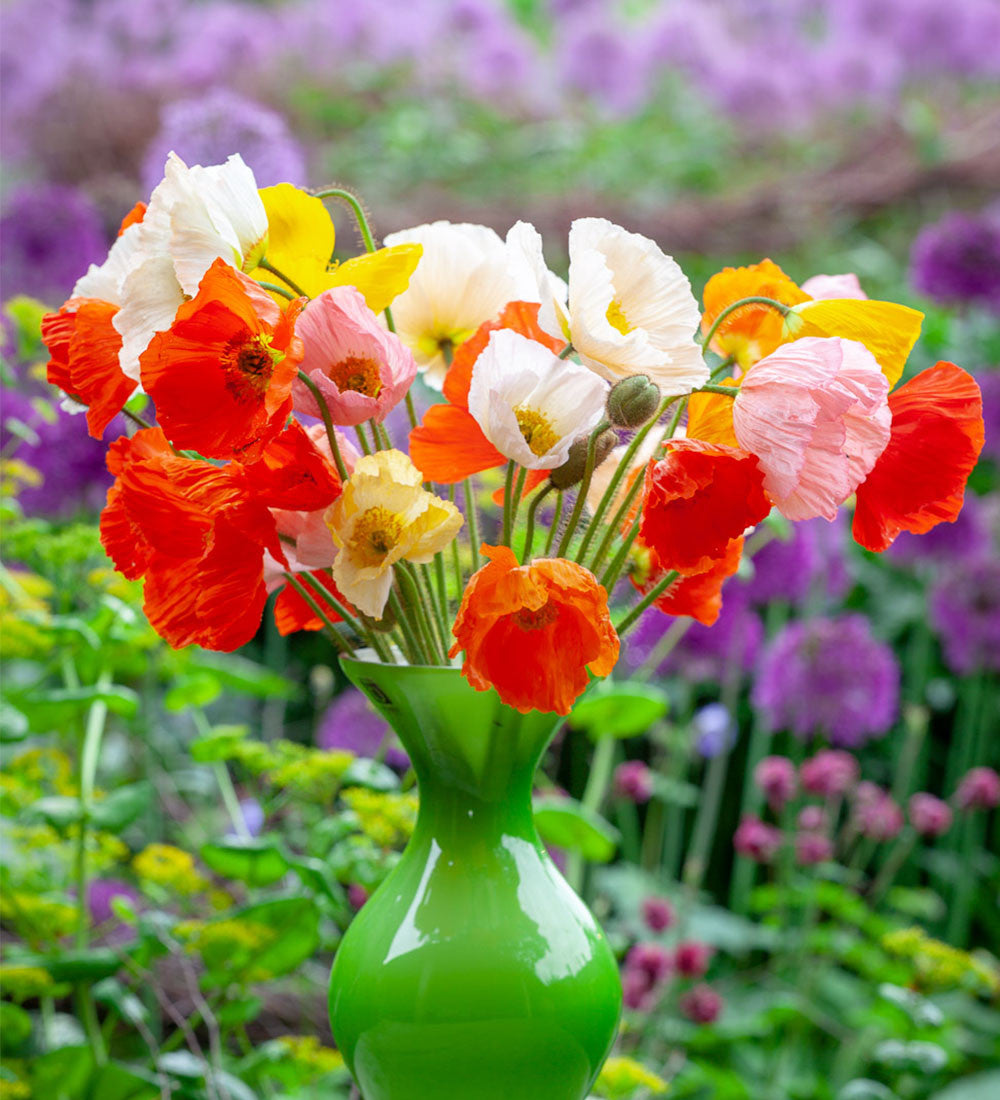 Papaver nudicaule 'Champagne Bubbles Mix' F1