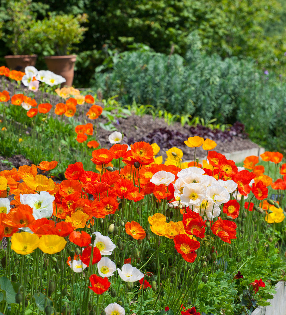 Papaver nudicaule 'Champagne Bubbles Mix' F1