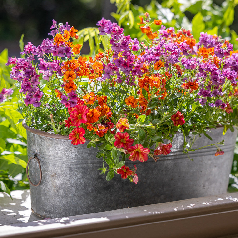 Summer Fruit Salad Container Collection