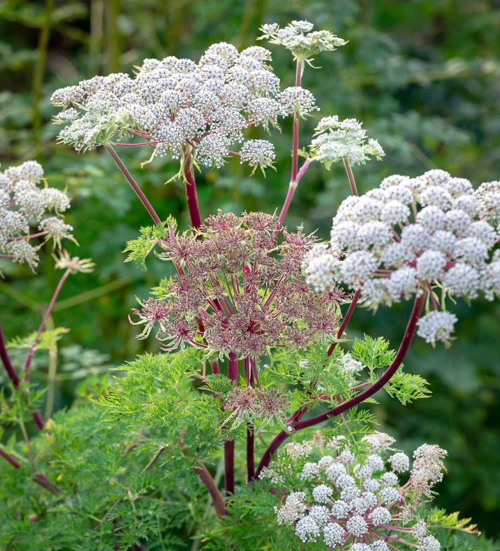 Selinum wallichianum