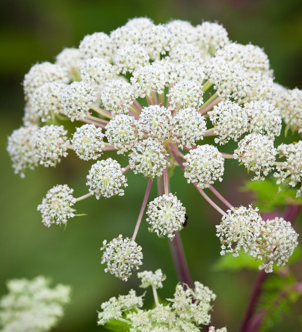 Selinum wallichianum