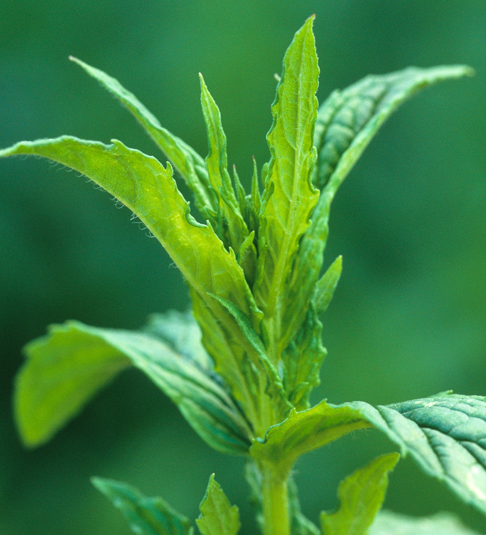 Garden Mint (Spearmint)