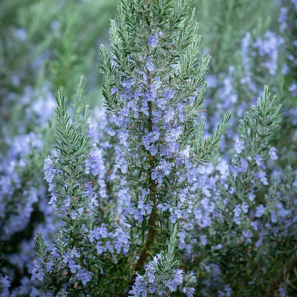 Rosemary 'Foxtail' (Salvia rosmarinus)