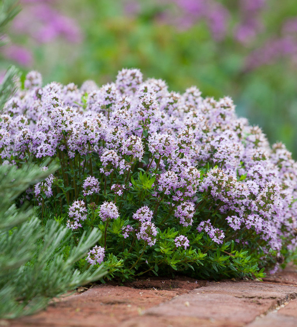 Thyme 'Jekka' | Sarah Raven