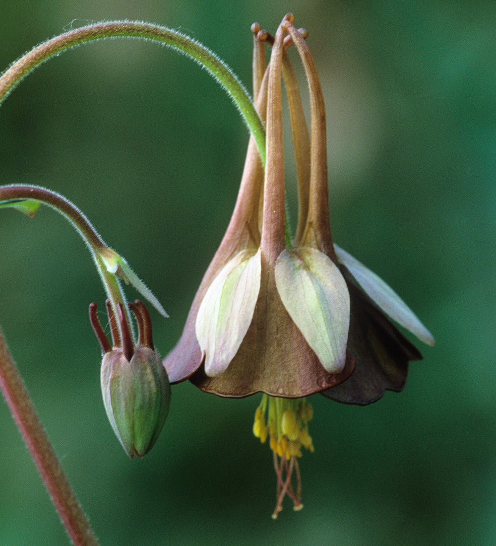 Aquilegia viridiflora 'Chocolate Soldier'