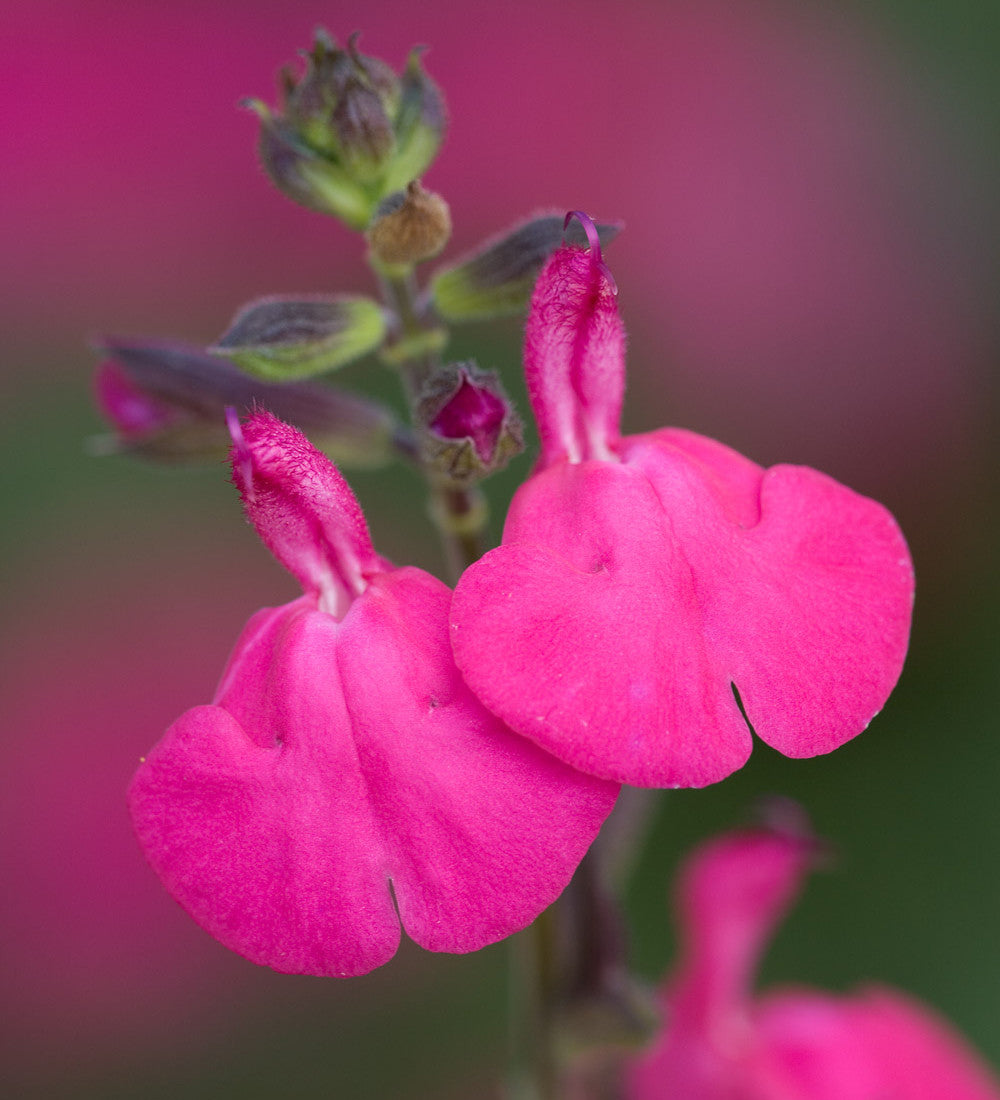 Salvia microphylla 'Cerro Potosi'