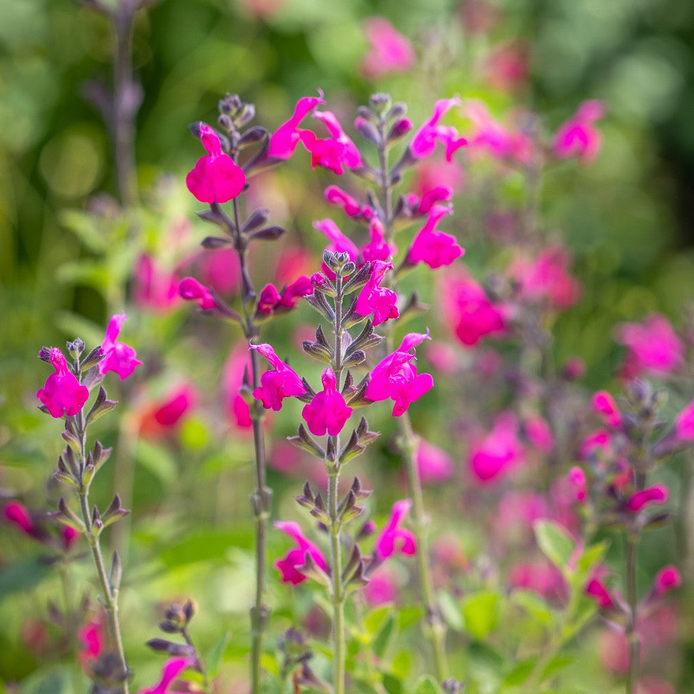 Salvia microphylla 'Cerro Potosi'