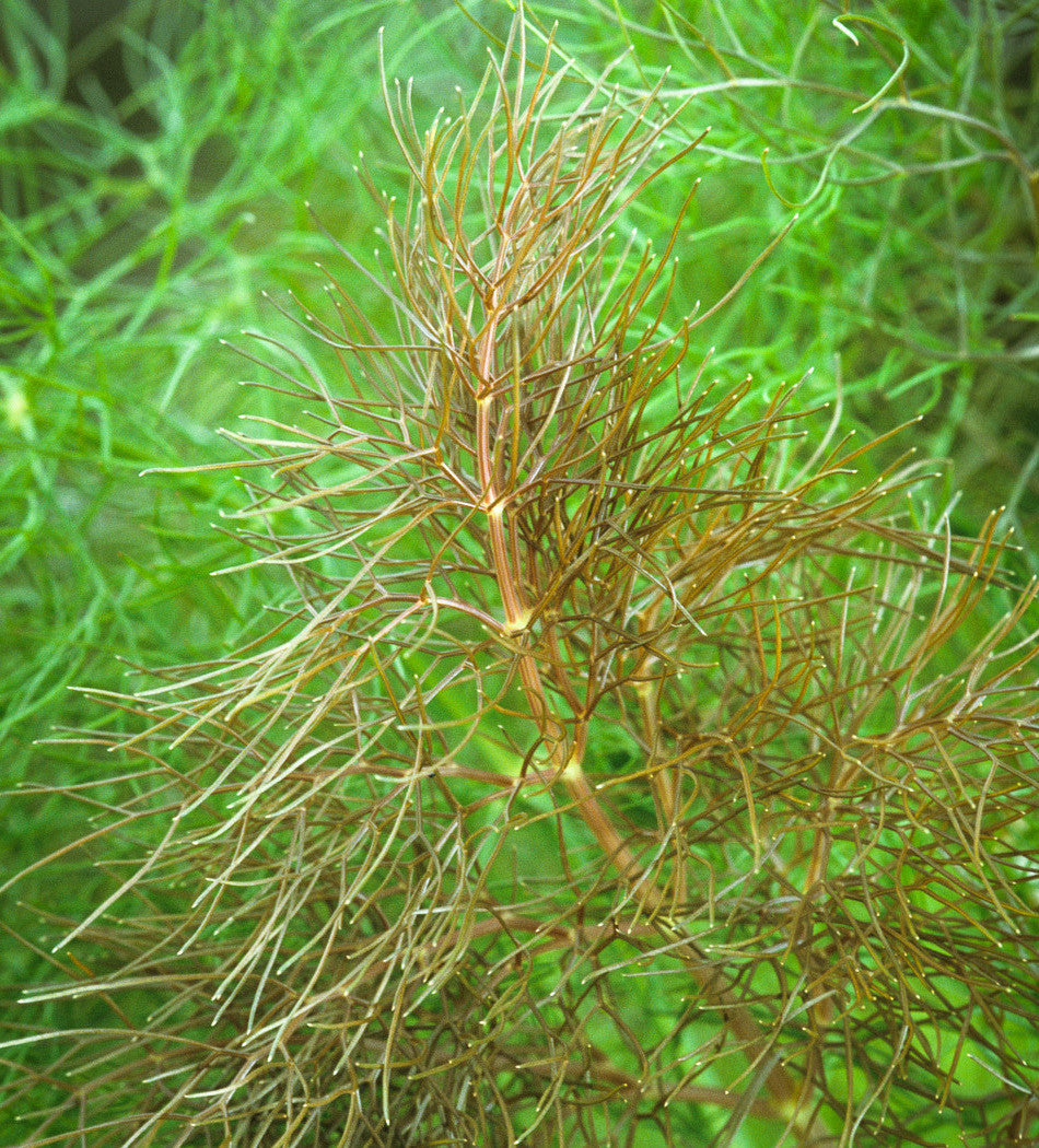 Bronze Fennel (Foeniculum vulgare ‘Purpureum’)