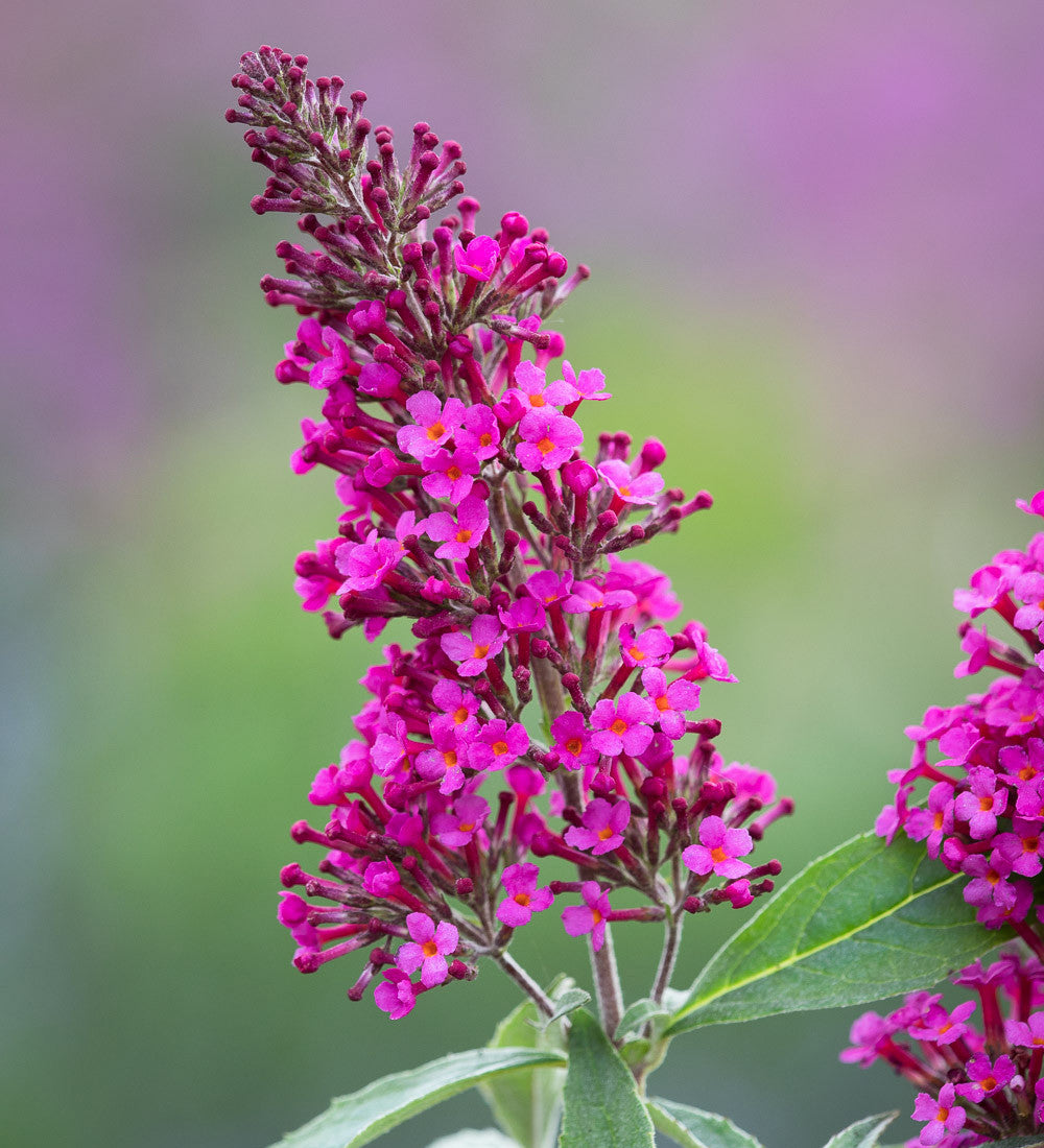 Buddleja 'Hot Raspberry' (Buzz Series)