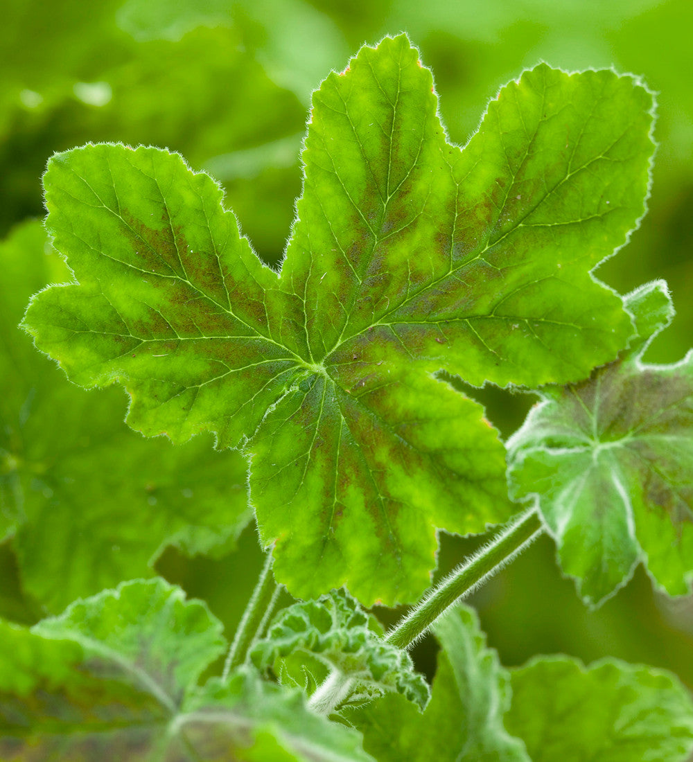 Pelargonium 'Chocolate Peppermint'