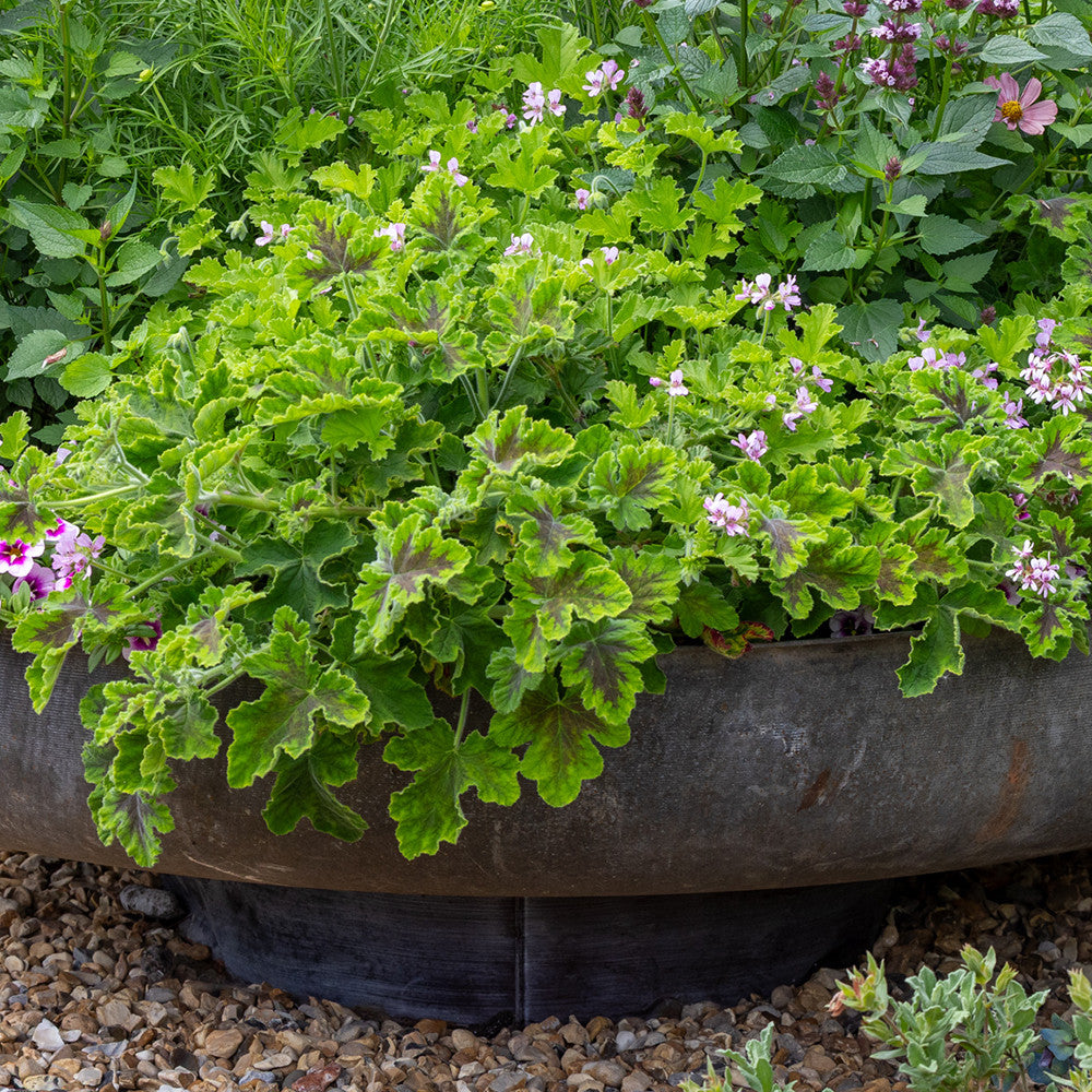Pelargonium 'Chocolate Peppermint'