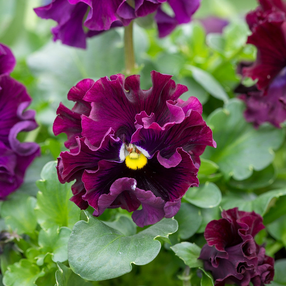 Viola x wittrockiana 'Frizzle Sizzle Burgundy' F1