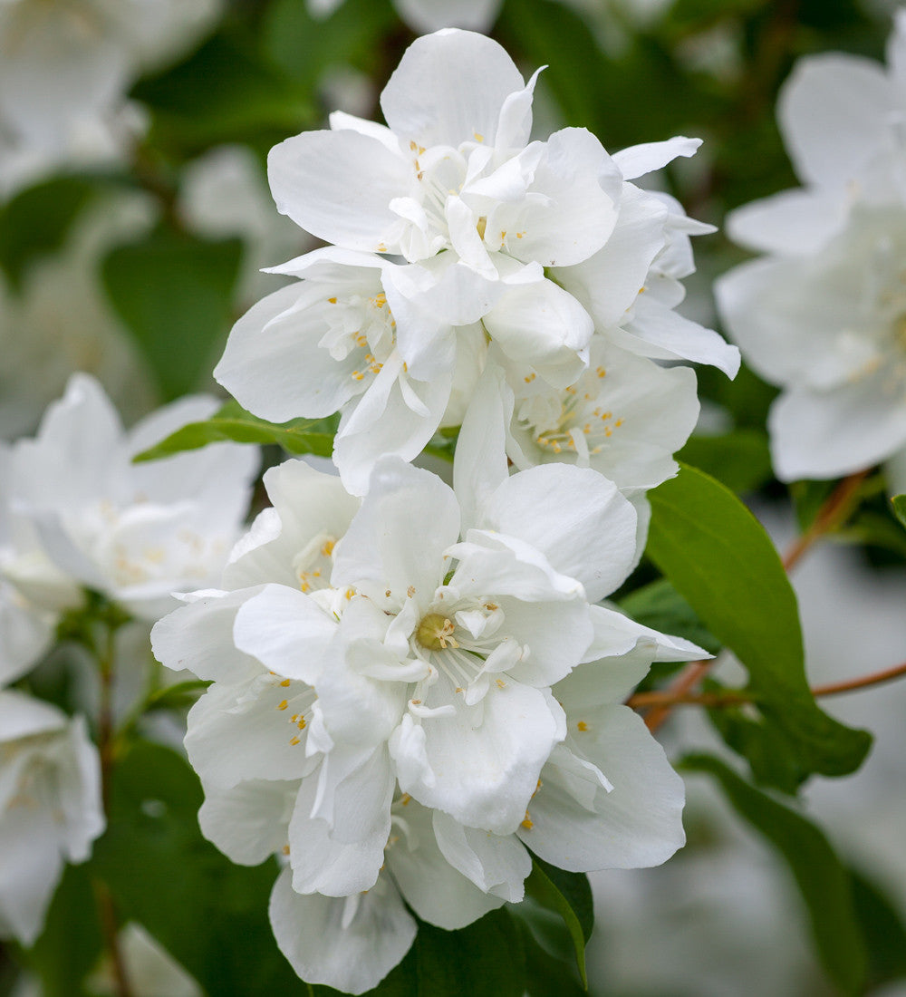 Philadelphus 'Manteau d'Hermine'