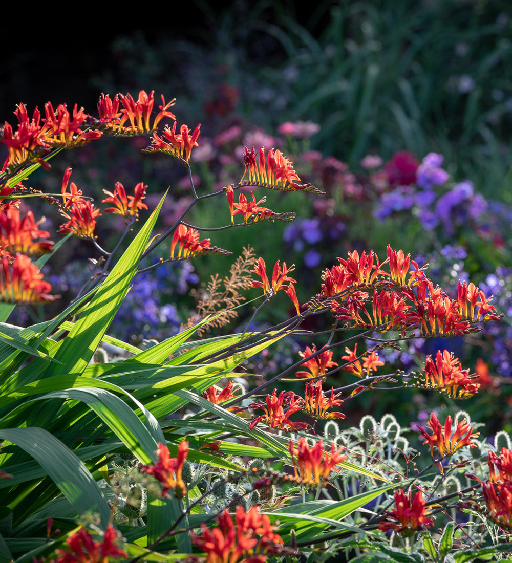 Crocosmia 'Lucifer'