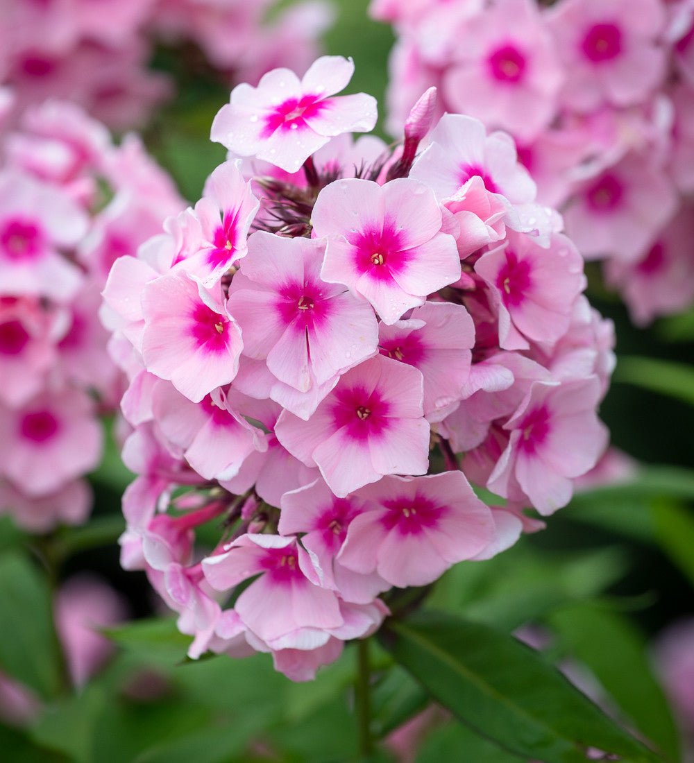 Phlox paniculata 'Bright Eyes'
