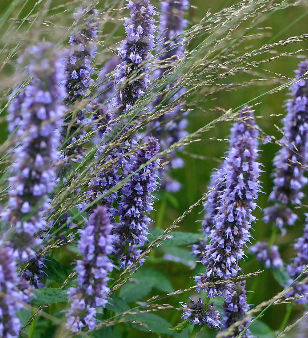 Agastache rugosa 'Black Adder'