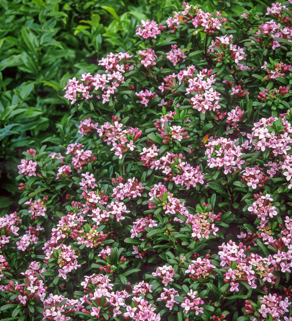 Buy Daphne x transatlantica 'Eternal Fragrance Pink' | Daphne
