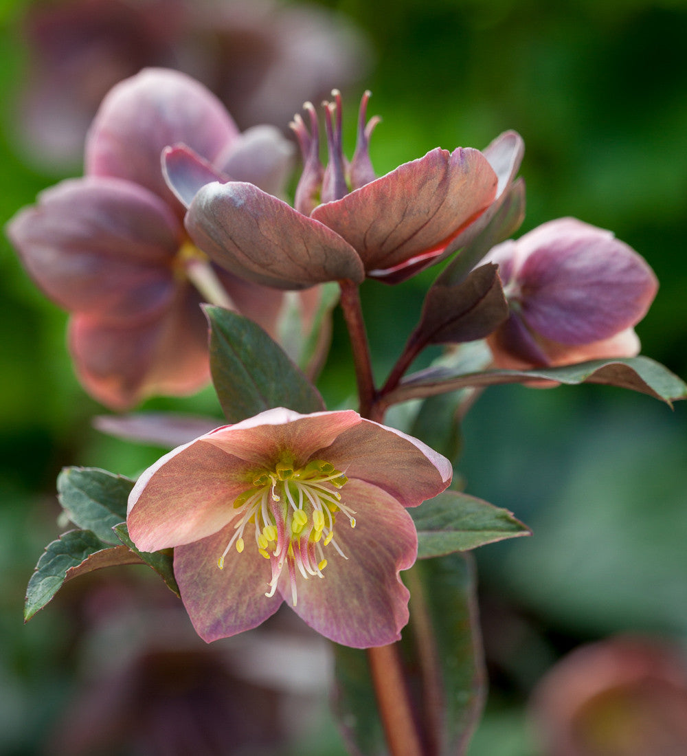 Helleborus x ballardiae 'Maestro'