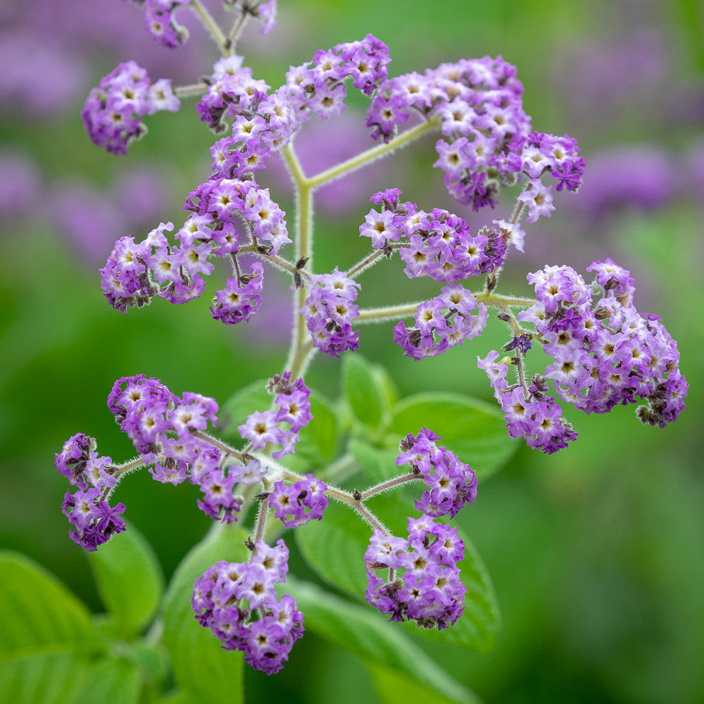 Heliotropium arborescens 'Reva'