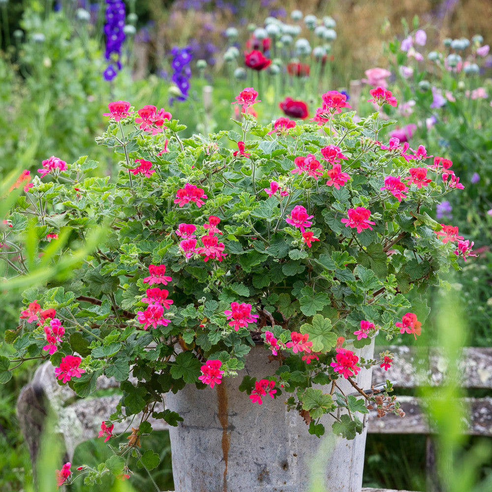 Pelargonium 'Shrubland Rose' (Scented)