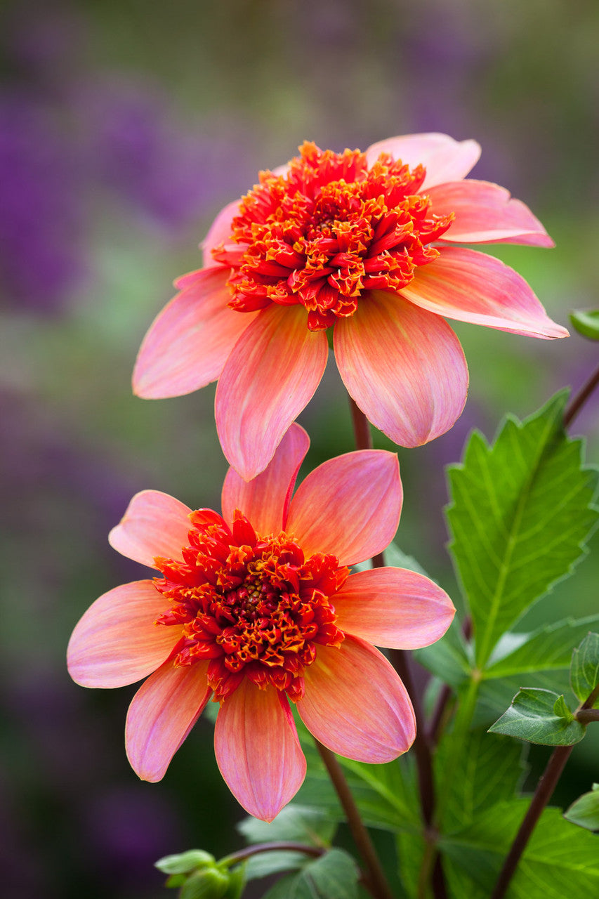 Flower Yard Dahlia Collection