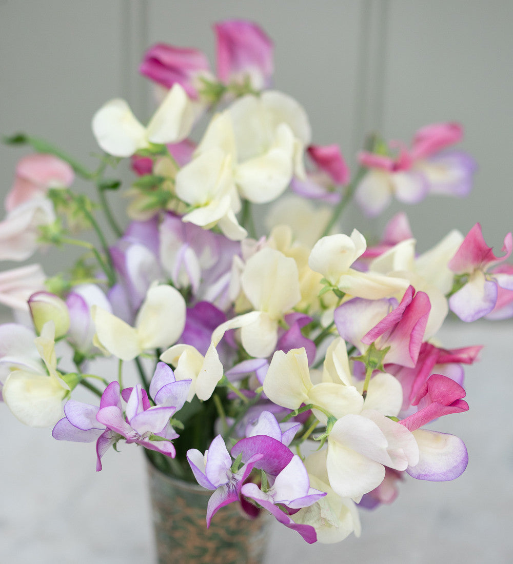 Wedding Party Sweet Pea Container Collection