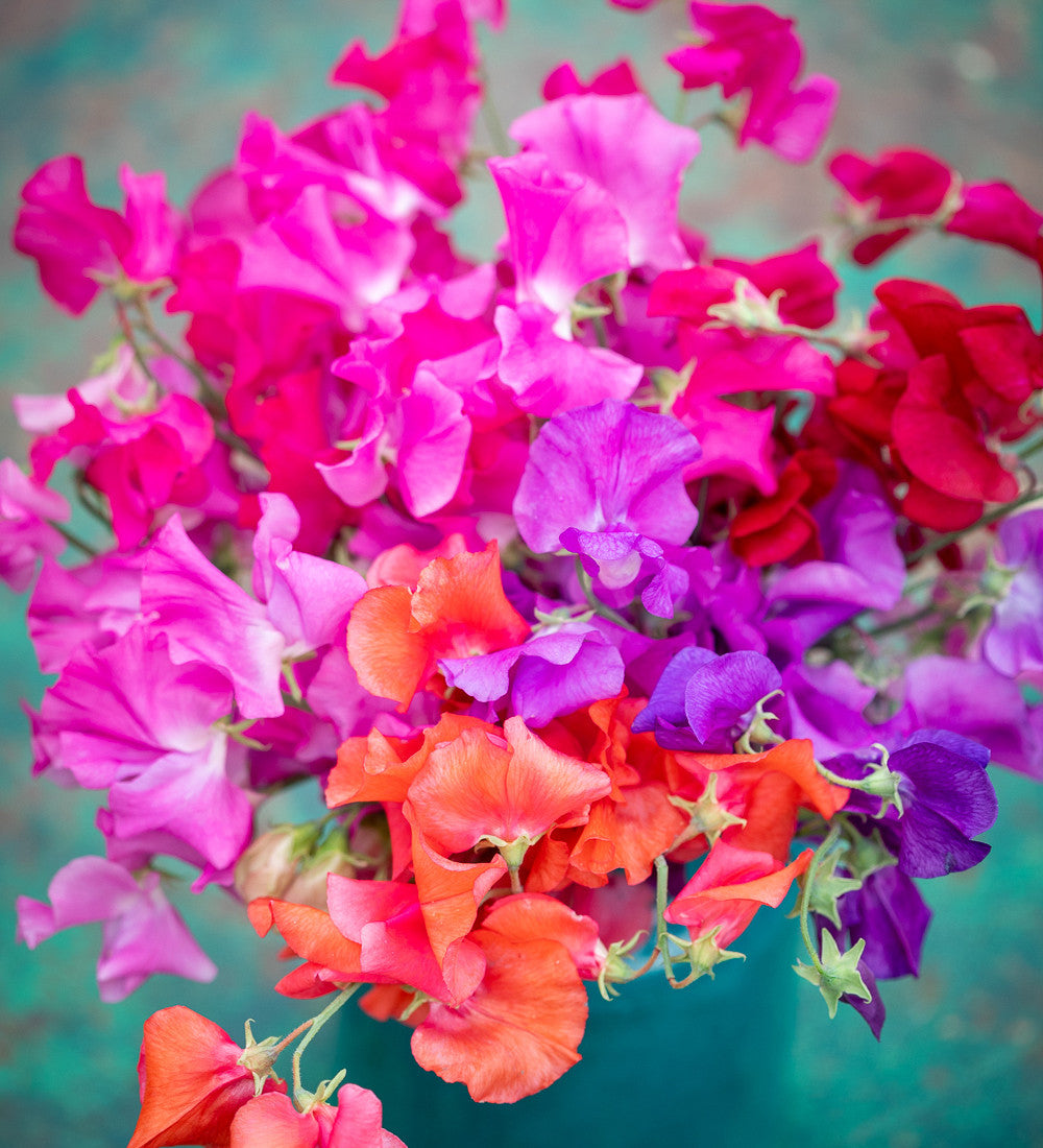 Brilliant Buckets Sweet Pea Collection