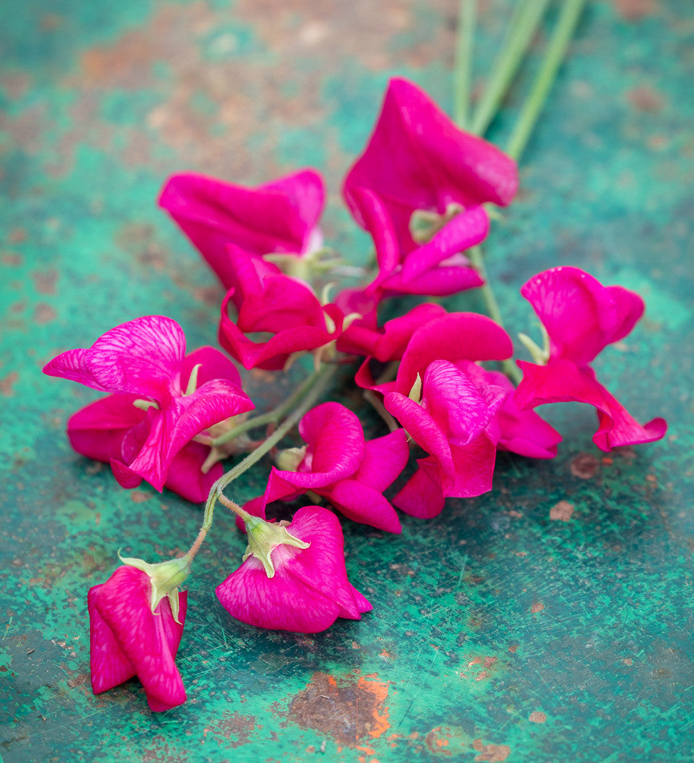 Brilliant Buckets Sweet Pea Collection
