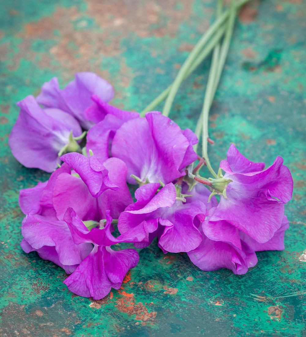 Brilliant Buckets Sweet Pea Collection