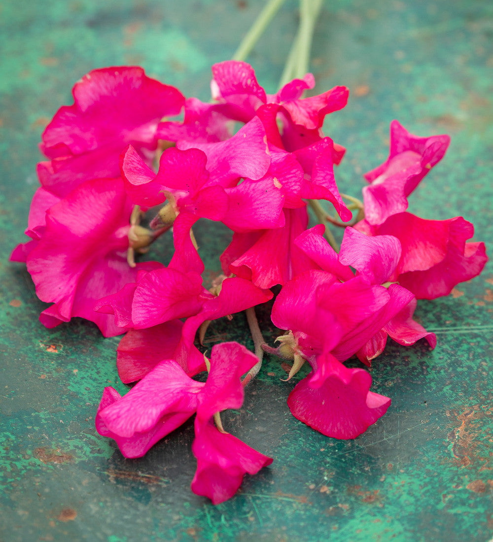Brilliant Buckets Sweet Pea Collection