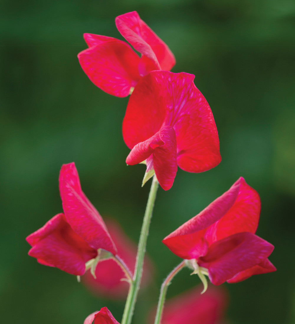 Brilliant Buckets Sweet Pea Collection