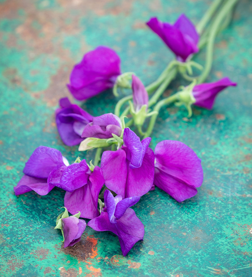 Brilliant Buckets Sweet Pea Collection